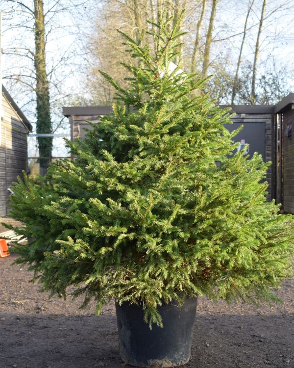 WIN a FREE Christmas Tree from Lotmead Farm