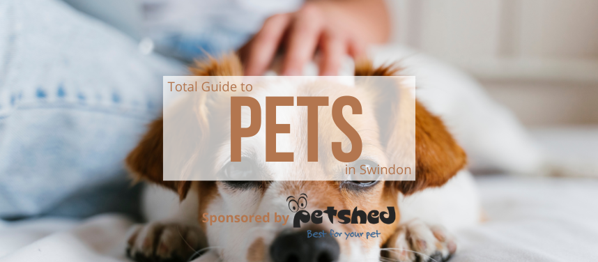 Pets in Swindon