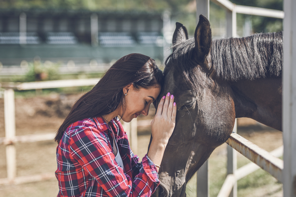 A Clearer Path to Comfort: The Positives of Topical CBD for Skin Ailments in Horses 